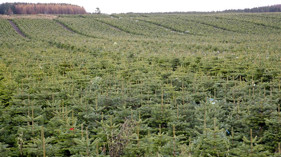 Christmas trees